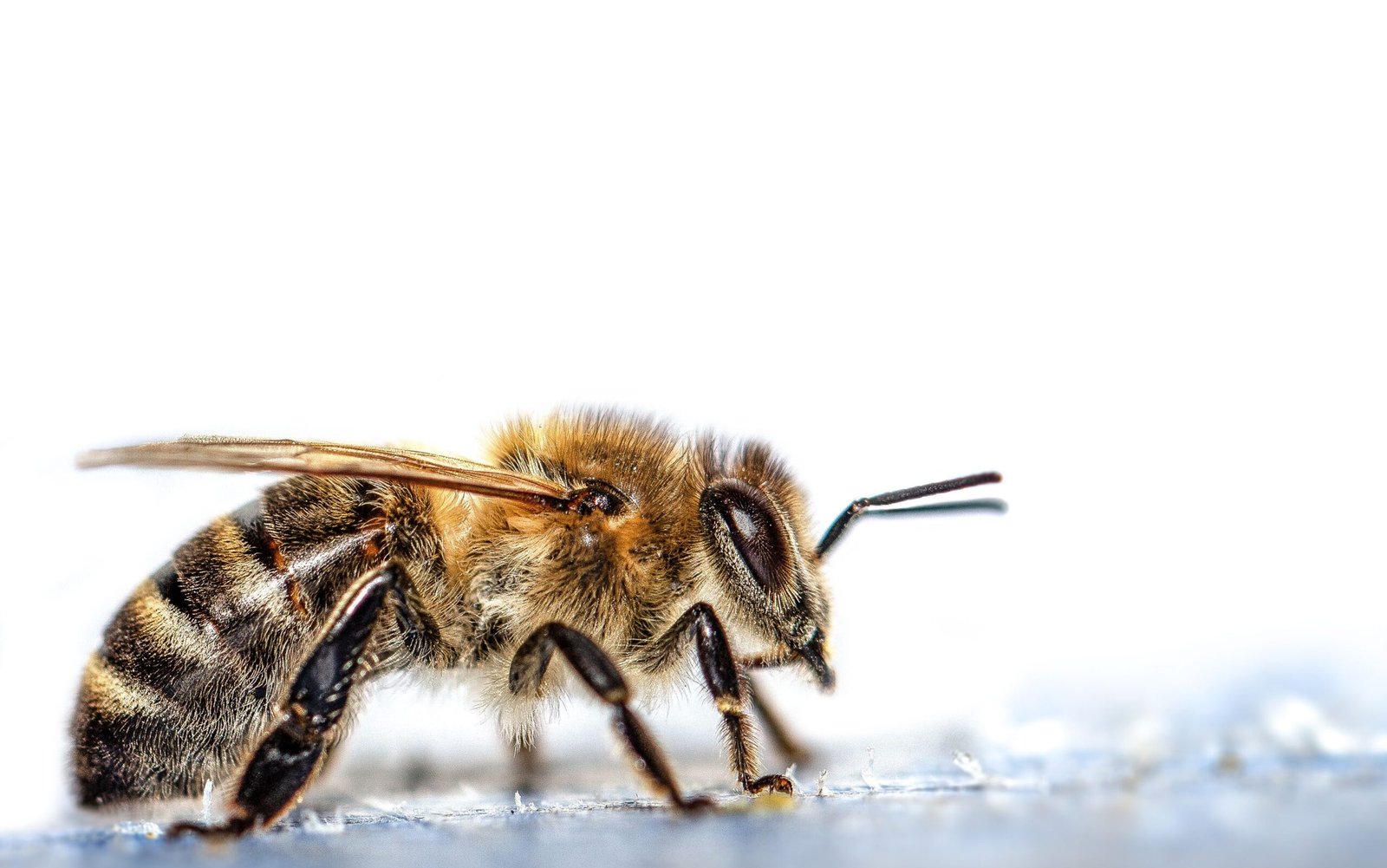 Close-up macro image of a honey bee in profile on a white background, illustrating fine details.